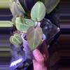plant/Anthurium NOID-0-thumbnail