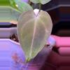 plant/Anthurium NOID-1-thumbnail