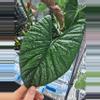 plant/Alocasia Lukiwan Corm-0-thumbnail