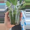 plant/Monstera Standleyana Albo-1-thumbnail
