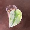 plant/Scindapsus exotica variegated-0-thumbnail