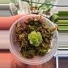 plant/Pinguicula Ehlersiae pup-1-thumbnail