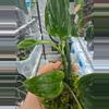 plant/Monstera Standleyana Albo-3-thumbnail