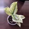 plant/Scindapsus jade satin marble-0-thumbnail