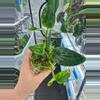 plant/Monstera Standleyana Albo-0-thumbnail
