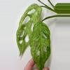 plant/Monstera Adansonii Mint Var-0-thumbnail