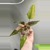 plant/Homalomena Pink Diamond Pup-2-thumbnail