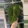 plant/Anthurium Pap x Doc Block Linage-1-thumbnail