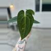 plant/Anthurium Pap x Doc Block Linage-0-thumbnail