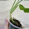plant/Monstera Adansonii Mint Var-1-thumbnail
