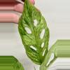 plant/Monstera Adansonii Mint Var-4-thumbnail