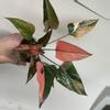 plant/Homalomena Pink Diamond Pup-1-thumbnail