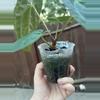 plant/Anthurium Pap x Doc Block Linage-2-thumbnail