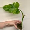 plant/Philodendron Radiatum Variegated-2-thumbnail