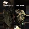 plant/Anthurium Pap x Doc Block Linage-3-thumbnail