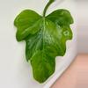 plant/Philodendron Radiatum Variegated-0-thumbnail