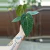 plant/Anthurium Pap x Doc Block Linage-4-thumbnail