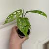plant/Monstera Adansonii Mint Var-2-thumbnail
