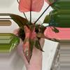 plant/Homalomena Pink Diamond Pup-0-thumbnail