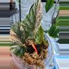 plant/Begonia Ginny Galaxy high variegation-1-thumbnail