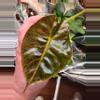 plant/Alocasia Golden Bone Pink Splash - One Corm. Shipping via UPS. I ship packages-0-thumbnail