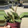 plant/Hoya burtoniae variegated-2-thumbnail