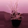 plant/tephrocactus articulatus-0-thumbnail