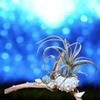 plant/Driftwood with sea urchin & sea shells - air plant display Tillandsia sidewinder-0-thumbnail