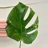plant/Monstera Mint Variegated-4-thumbnail