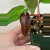 plant/Carla Zero x BVEP Anthurium-2-thumbnail