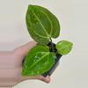 plant/ADD ON* Anthurium Besseae x Open *GC-0-thumbnail