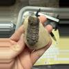 plant/Trilobite fossil-0-thumbnail