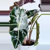 plant/Pink polly alocasia corm-1-thumbnail