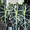 plant/Pink polly alocasia corm-0-thumbnail