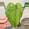 plant/Monstera Mint Variegated-0-thumbnail
