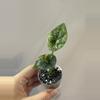 plant/Alocasia Sinuata albo pup-2-thumbnail