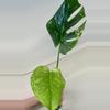 plant/Monstera Mint Variegated-3-thumbnail