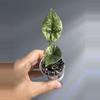 plant/Alocasia Sinuata albo pup-1-thumbnail