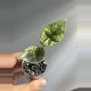 plant/Alocasia Sinuata albo pup-0-thumbnail