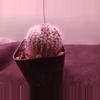 plant/Notocactus "silver ball"-0-thumbnail