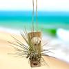 plant/Driftwood air plant display - with sea shell and Tillandsia Fuschii-0-thumbnail
