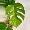 plant/Monstera Aurea-0-thumbnail