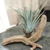 plant/Large Tillandsia Houston pink - air plant-0-thumbnail