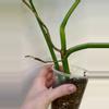 plant/Monstera Aurea-1-thumbnail