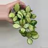 plant/Hoya Heusch-0-thumbnail
