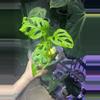 plant/Monstera Adansonii-0-thumbnail