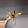 plant/Philodendron Caramel Marble-1-thumbnail