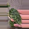plant/Alocasia Dragon Scale Mint-2-thumbnail
