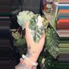 plant/Alocasia Pseudo pink Sanderiana bull variegated pup-0-thumbnail