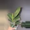plant/Hoya Pachyclada Albo-1-thumbnail